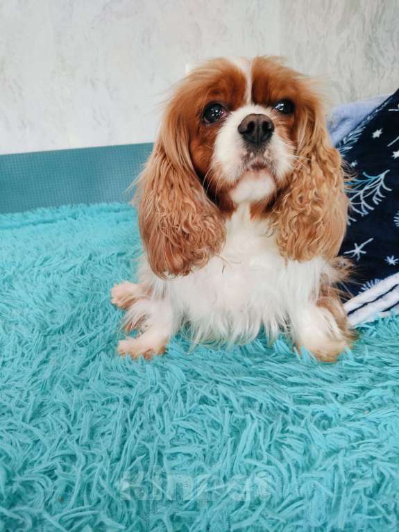 Собаки в Воронеже: Девочка окраса бленхейм Девочка, 50 000 руб. - фото 7