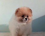 Собаки в Москве: Померанский шпиц, мини девочка Девочка, 25 000 руб. - фото 2