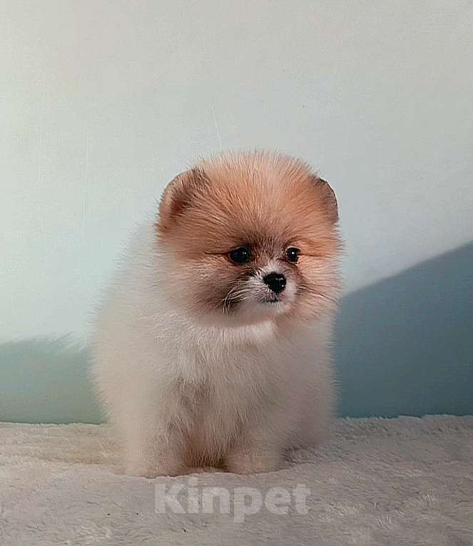Собаки в Москве: Померанский шпиц, мини девочка Девочка, 25 000 руб. - фото 2