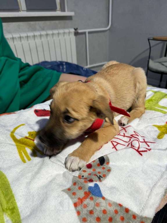 Собаки в Химках: Мальчик Мальчик, Бесплатно - фото 5