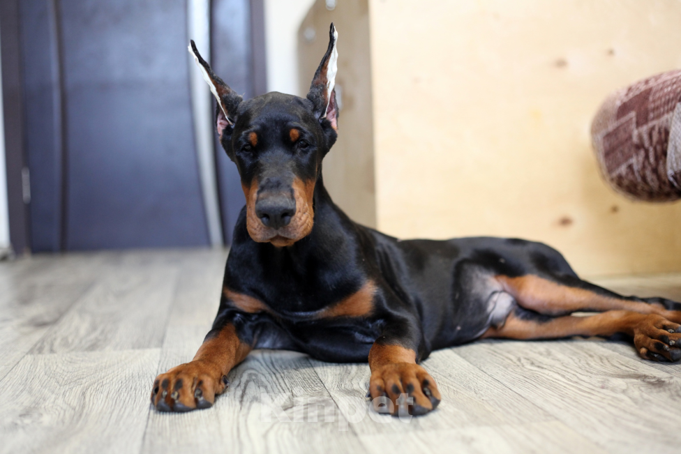 Собаки в Москве: Щенок добермана. Мальчик. Питомник ркф Мальчик, 120 000 руб. - фото 2