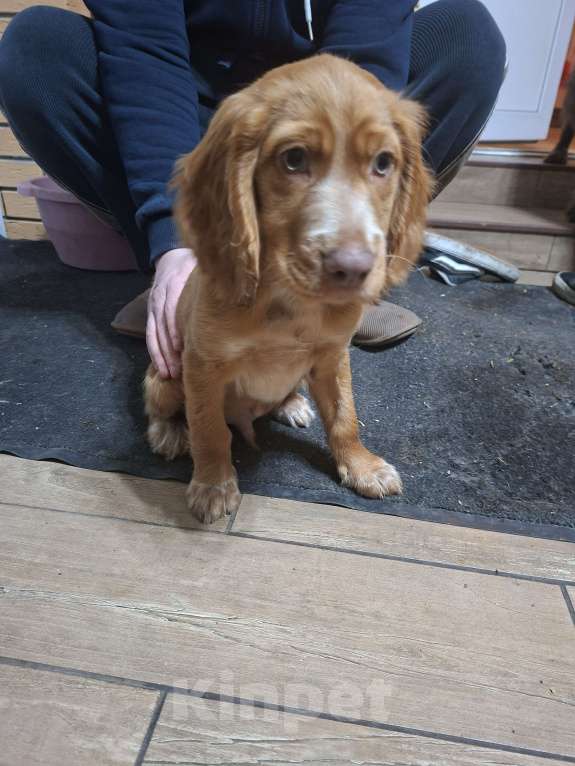 Собаки в Бутурлиновке: Русский охотничий спаниель  Мальчик, 10 000 руб. - фото 2