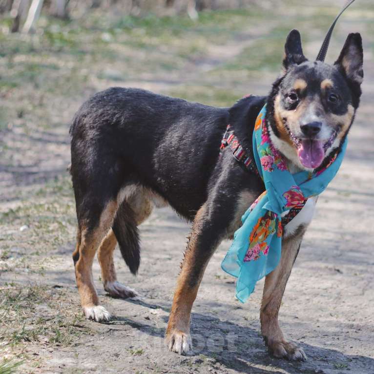 Собаки в Москве: Буш  Мальчик, Бесплатно - фото 4