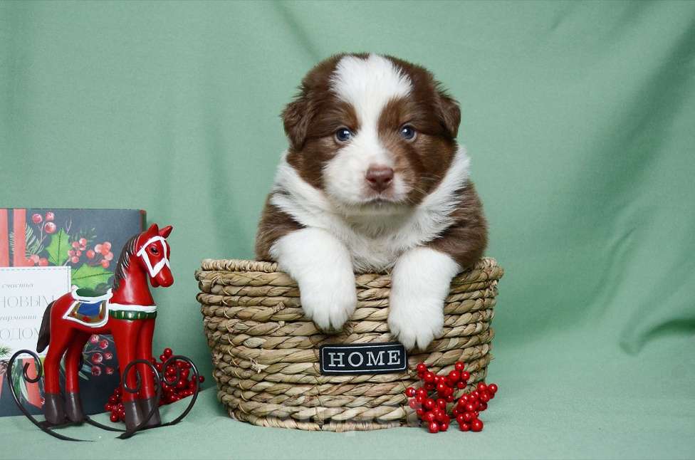 Собаки в Екатеринбурге: Австралийская овчарка (Аусси) Мальчик, 70 000 руб. - фото 5