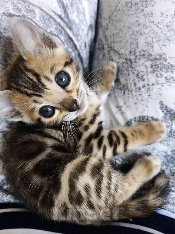 Кошки в Санкт-Петербурге: Бенгальские котята, девочки. Девочка, 20 000 руб. - фото 3