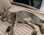 Кошки в Казани: Котенок от русской голубой с коротким хвостиком Девочка, Бесплатно - фото 3