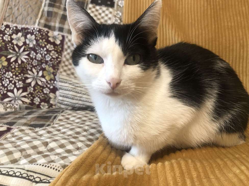 Кошки в Москве: Кошка мини Мура Девочка, Бесплатно - фото 3