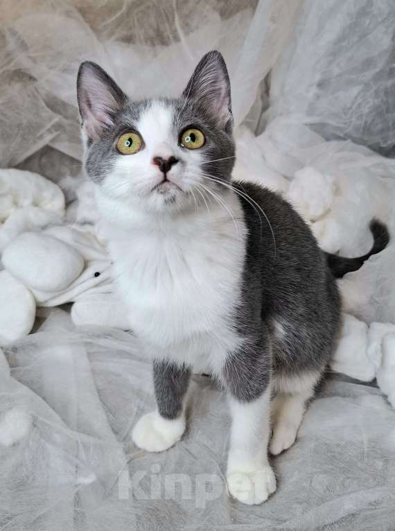 Кошки в Москве: Котёнок с сердечком на носу в добрые руки  Мальчик, Бесплатно - фото 2
