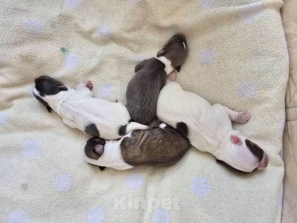 Собаки в Пушкино: Чиходетки Мальчик, 35 000 руб. - фото 3