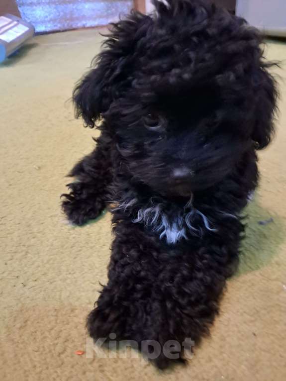 Собаки в Сочи: Премиальный окрас,micro девочка Девочка, 250 000 руб. - фото 7