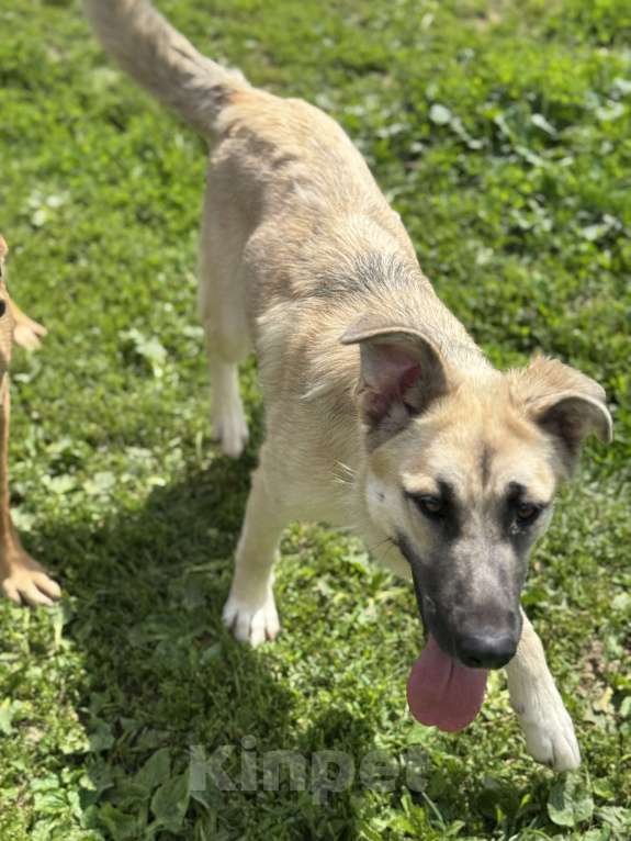 Собаки в Москве: Люсенька ожидает в приюте своих родителей Девочка, Бесплатно - фото 9