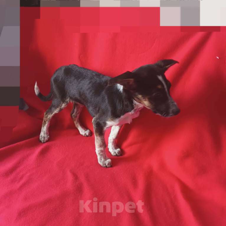 Собаки в Санкт-Петербурге: Щенок в добрые руки Девочка, 100 руб. - фото 2