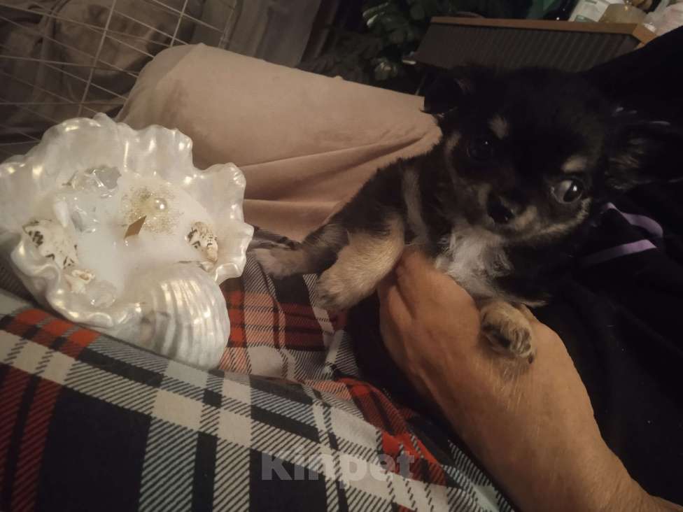 Собаки в Санкт-Петербурге: Чихуахуа мини Разнополые, 25 000 руб. - фото 7