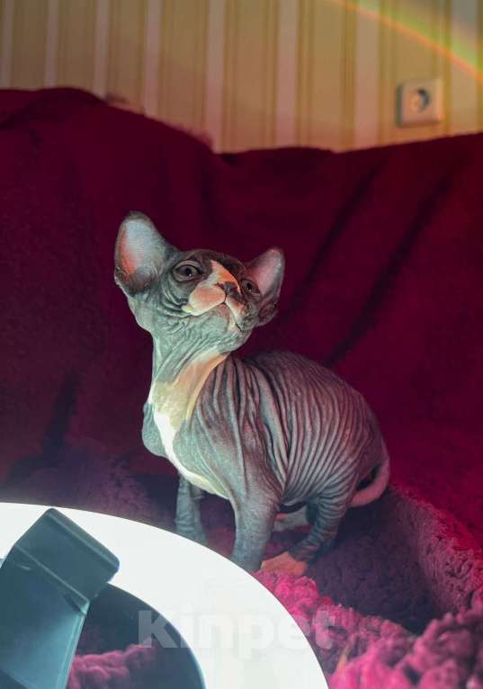 Кошки в Воронеже: Канадский сфинкс котёнок Девочка, 15 000 руб. - фото 4