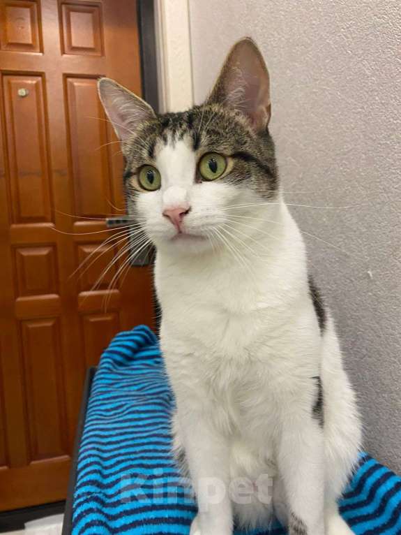 Кошки в Москве: Емеля в поисках дома Мальчик, Бесплатно - фото 3