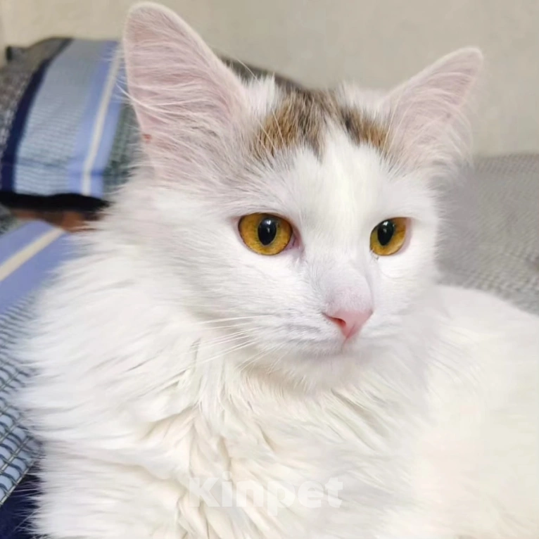 Кошки в Москве: Никому не нужный котик Бяша Мальчик, Бесплатно - фото 3