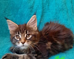 Кошки в Воронеже: Котята мейн-кун из питомника  Девочка, 45 000 руб. - фото 3