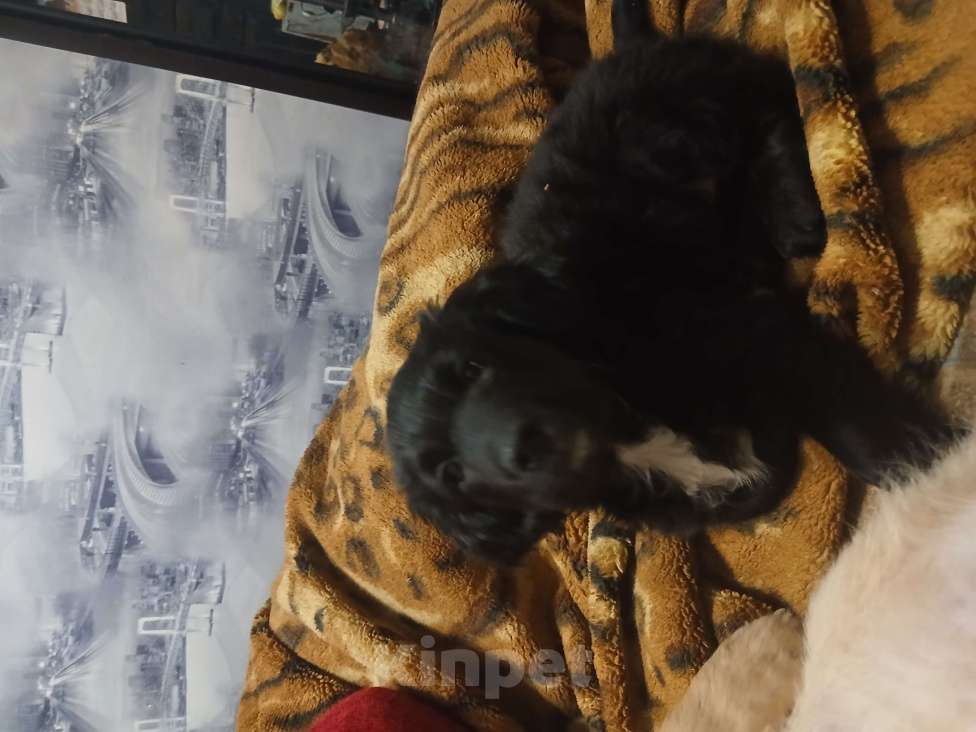 Собаки в Симферополе: Отдам щенка вдобрые руки Девочка, Бесплатно - фото 3