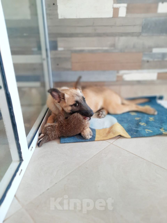 Собаки в Рязани: Щенок от небольшой собачки Девочка, Бесплатно - фото 3