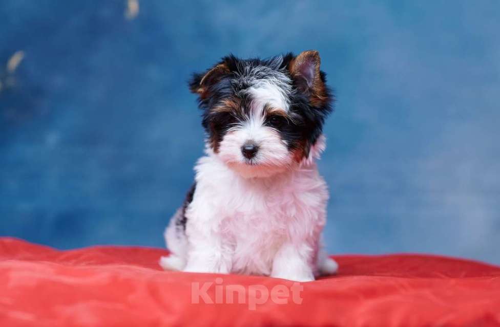 Собаки в Челябинске: Бивер терьер  Девочка, Бесплатно - фото 2