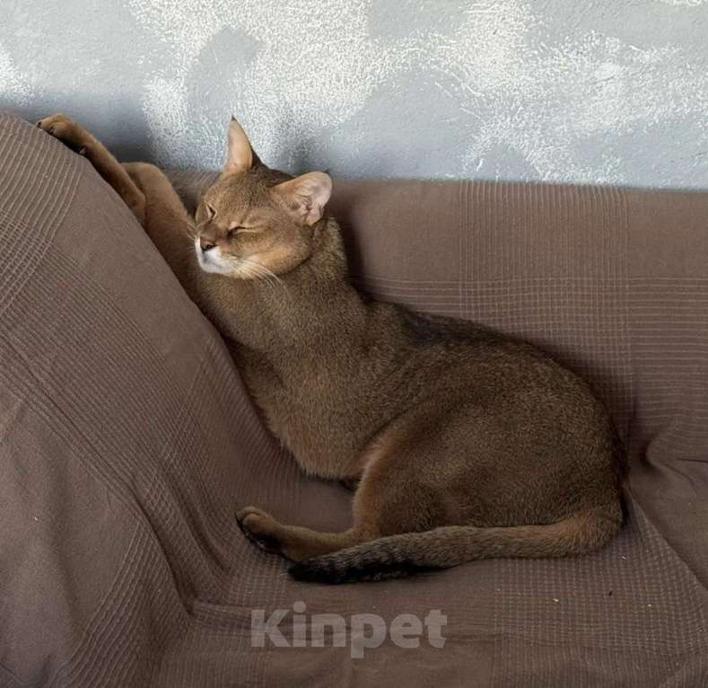 Кошки в Москве: Котик чаузи в дар Мальчик, Бесплатно - фото 2