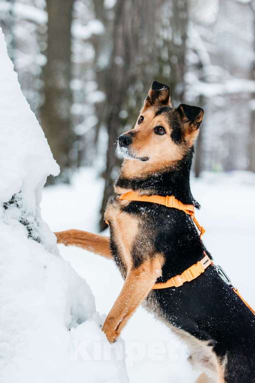 Собаки в Москве: Шабака ищет дом Мальчик, Бесплатно - фото 7
