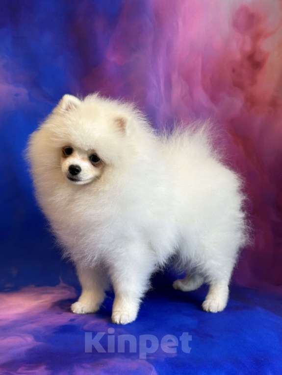 Собаки в Москве: Померанский шпиц, щенок Мальчик, 55 000 руб. - фото 4