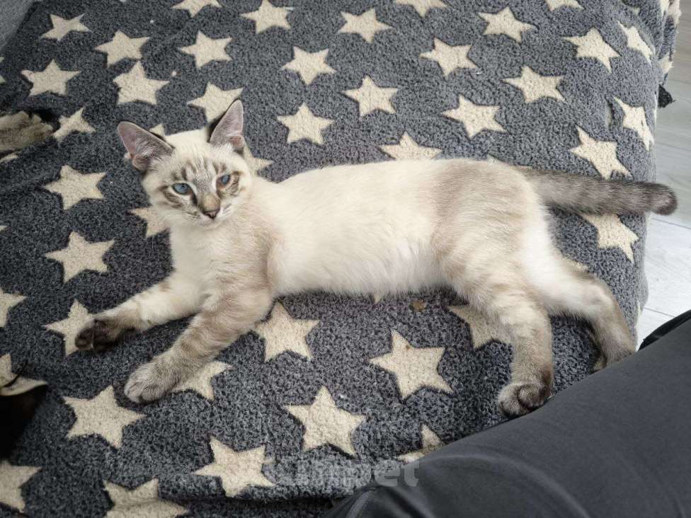 Кошки в Москве: Тайский котенок Пацан в добрые руки Мальчик, 1 руб. - фото 4