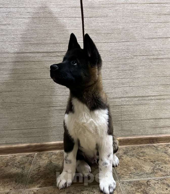 Собаки в Омске: Щенок Американской Акиты Мальчик, 50 000 руб. - фото 2