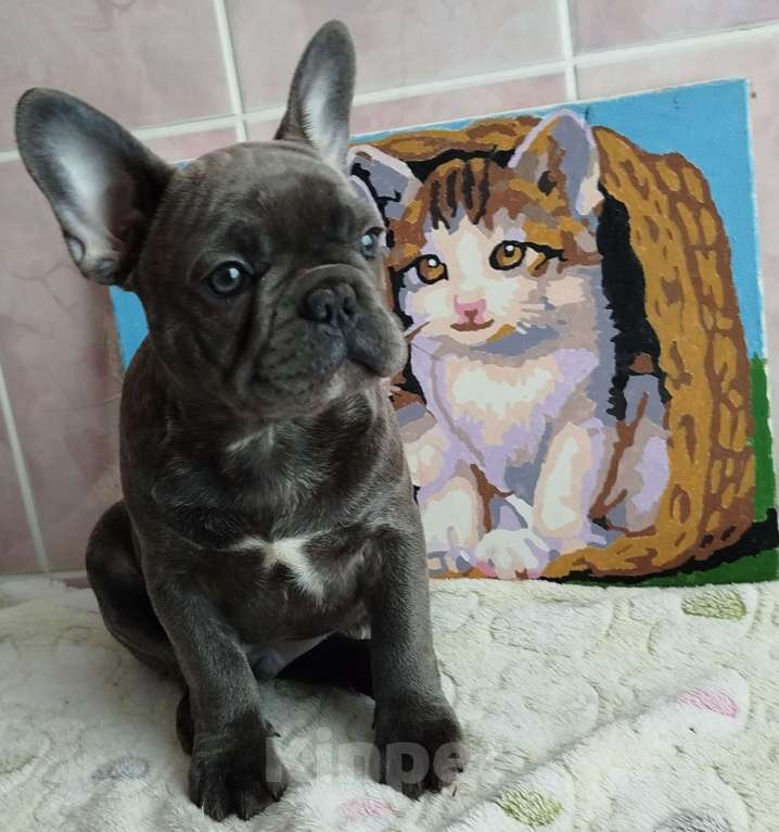 Собаки в Москве: Французский бульдог  Мальчик, 55 000 руб. - фото 1