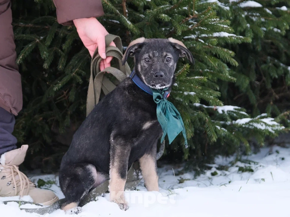 Собаки в Москве: Щенок в добрые руки Мальчик, Бесплатно - фото 4
