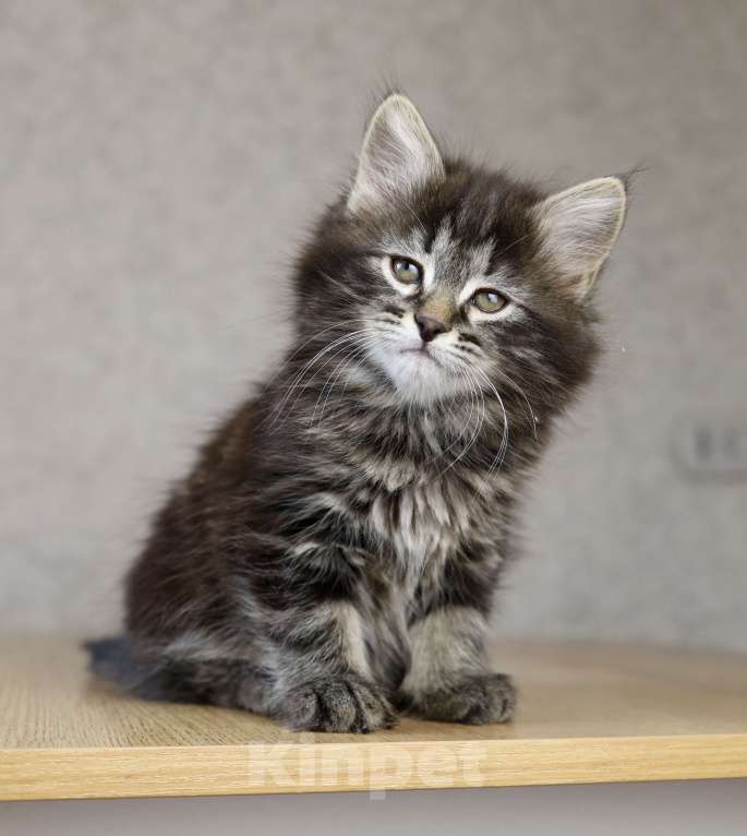 Кошки в Новосибирске: Сибирский котенок Девочка, 90 000 руб. - фото 4