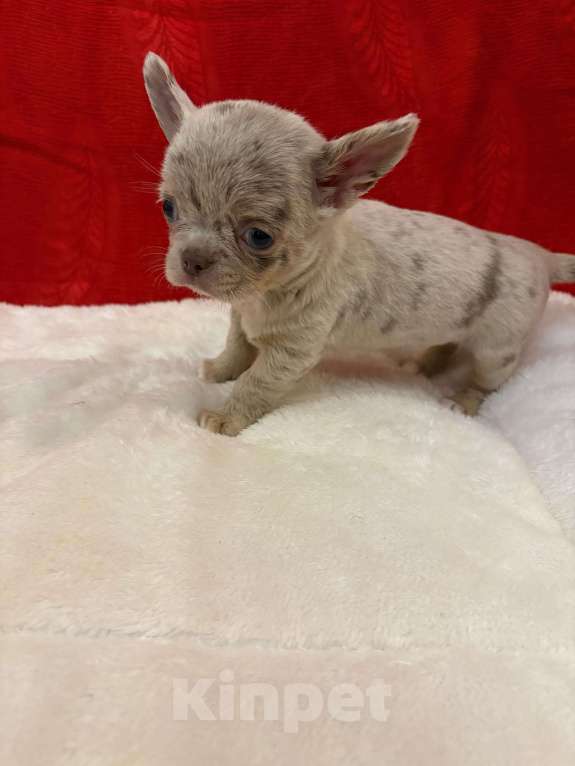 Собаки в Москве: Чихуахуа  -  Девочка  г/ш Девочка, 70 000 руб. - фото 2
