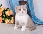 Кошки в Мурином: Британский котик окраса лиловый биколор Мальчик, 33 000 руб. - фото 2