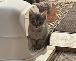 Кошки в Уфе: ОТДАЮ КОТЯТ В ДОБРЫЕ РУКИ Девочка, Бесплатно - фото 1