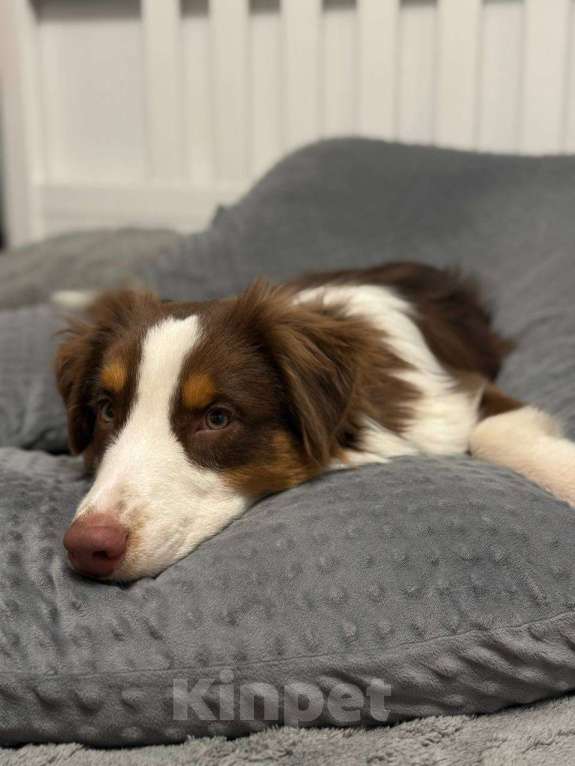 Собаки в Москве: Щенок Австралийской овчарки, аусси Мальчик, 50 000 руб. - фото 3