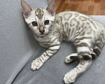 Кошки в Снежинске: Котёнок  Мальчик, 15 000 руб. - фото 2