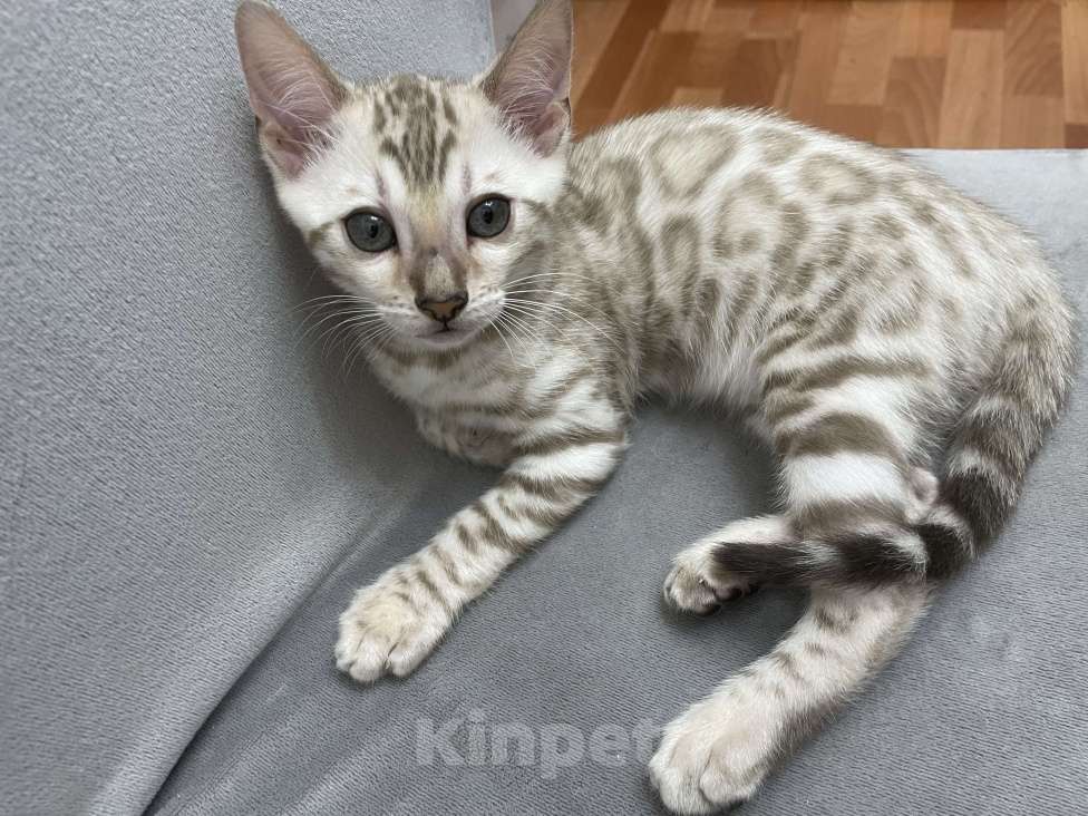 Кошки в Снежинске: Котёнок  Мальчик, 15 000 руб. - фото 2