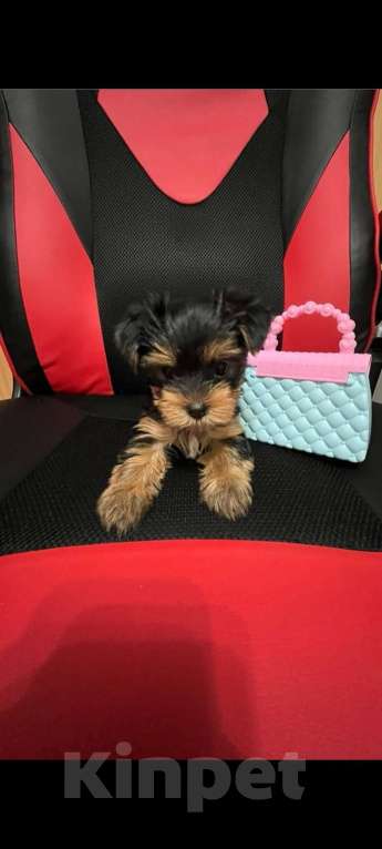 Собаки в других городах Тюменской области: Девочка  Девочка, 17 000 руб. - фото 5