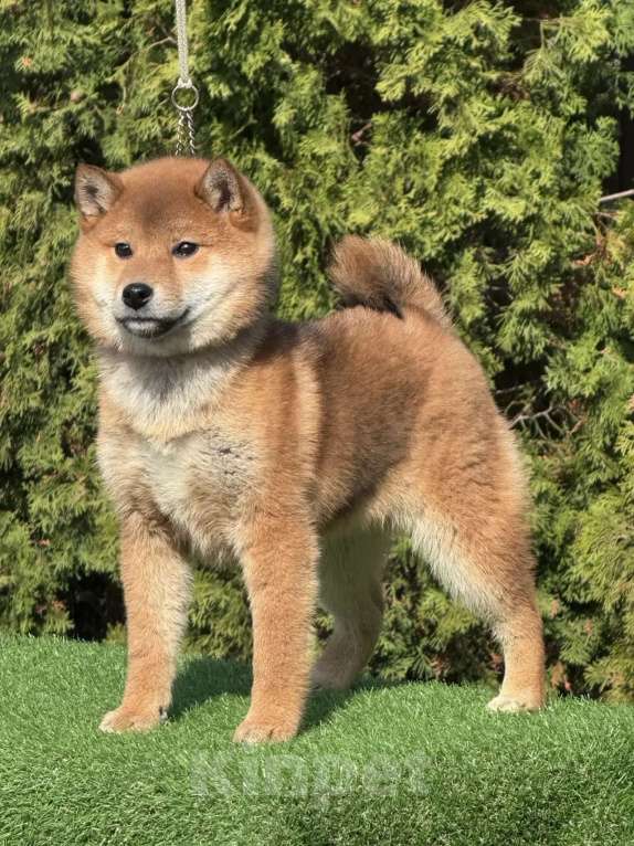 Собаки в Москве: Сиба-ину мальчик Мальчик, 40 000 руб. - фото 1