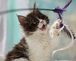 Кошки в Туапсе: Котята мейн-кун из питомника Девочка, Бесплатно - фото 2