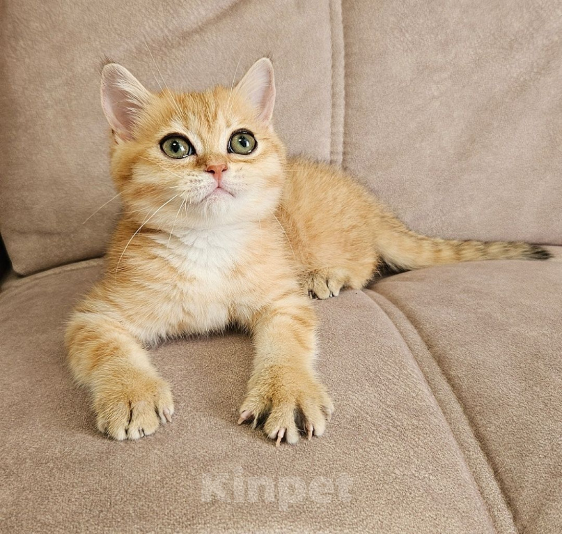 Кошки в Твери: Зеленоглазая красотка Девочка, Бесплатно - фото 1