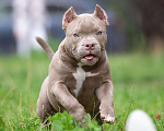 Собаки в Санкт-Петербурге: Американский Булли  Девочка, Бесплатно - фото 2