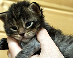 Кошки в Санкт-Петербурге: Шикарные котята мейн-кун открыт резерв  Мальчик, 25 000 руб. - фото 1