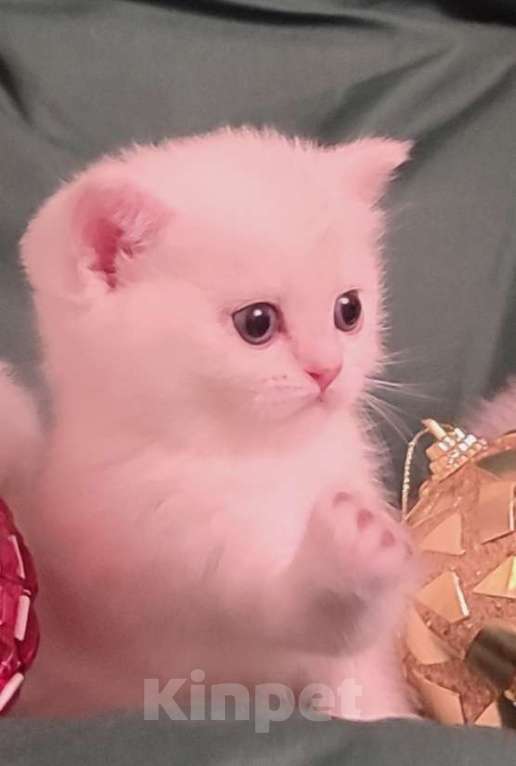 Кошки в Москве: Юлий Цезарь  Мальчик, Бесплатно - фото 1