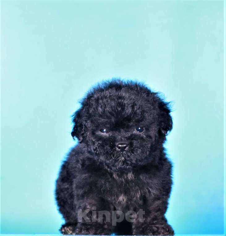 Собаки в Москве: мальтипу Ф1 щенок мини девочка Девочка, 90 000 руб. - фото 5