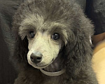 Собаки в Долгопрудном: Щенок  пуделя мальчик серебристый Джентли Борн Рондо  Мальчик, 120 000 руб. - фото 3