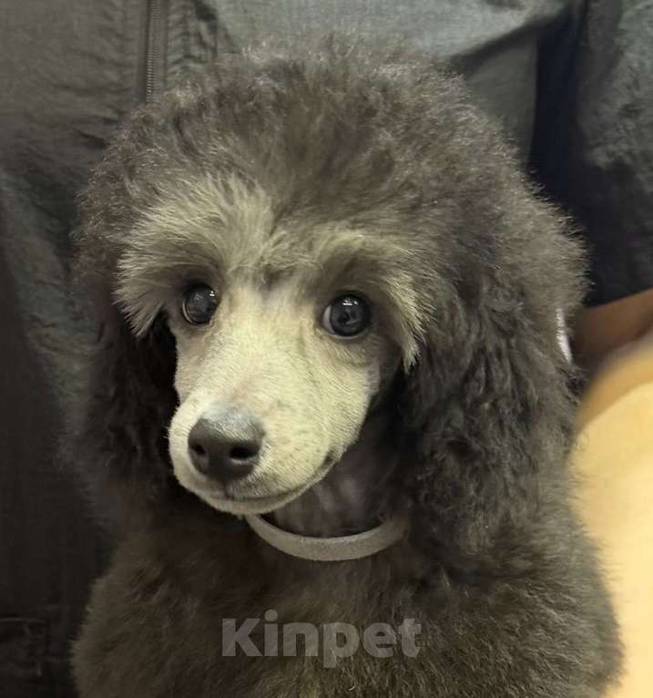 Собаки в Долгопрудном: Щенок  пуделя мальчик серебристый Джентли Борн Рондо  Мальчик, 120 000 руб. - фото 3