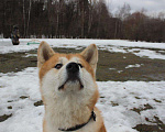 Собаки в Москве: Кобель Акита ину для вязки Мальчик, 10 000 руб. - фото 5
