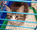 Кошки в Прокопьевске: Отдам котёнка 4-5мес. Кошечка, 1 руб. - фото 4